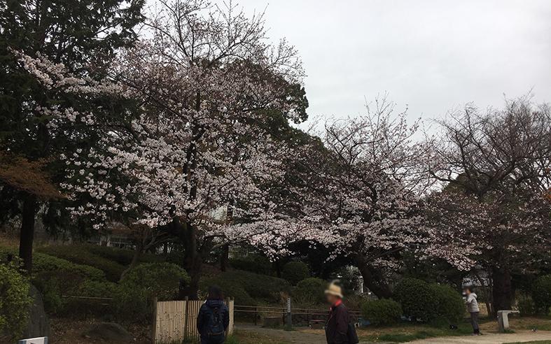 本日の桜 野毛山公園19 ユニフォームのダイイチ