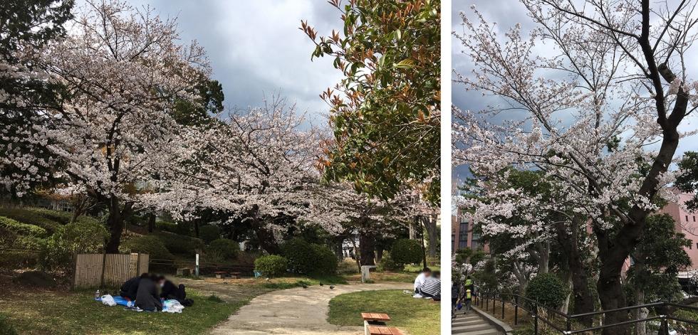 本日の桜 野毛山公園19 ユニフォームのダイイチ