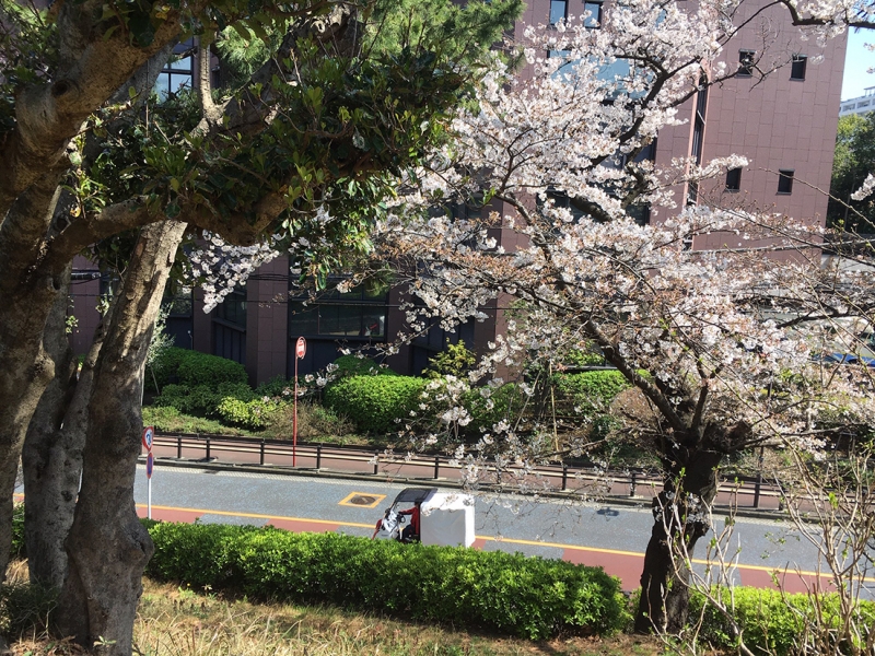 野毛山公園本日の桜 3 26 ユニフォームのダイイチ